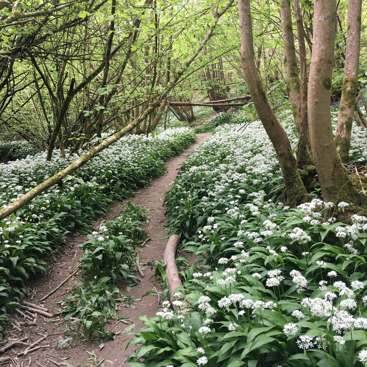 Wild garlic pesto